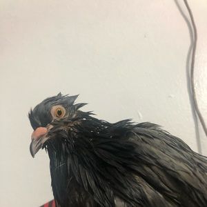 Meet your Posher, Cesar